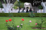 Rosas de la Plaza